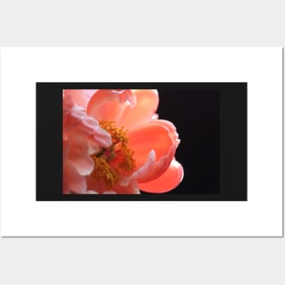 Peach Peony Macro Posters and Art